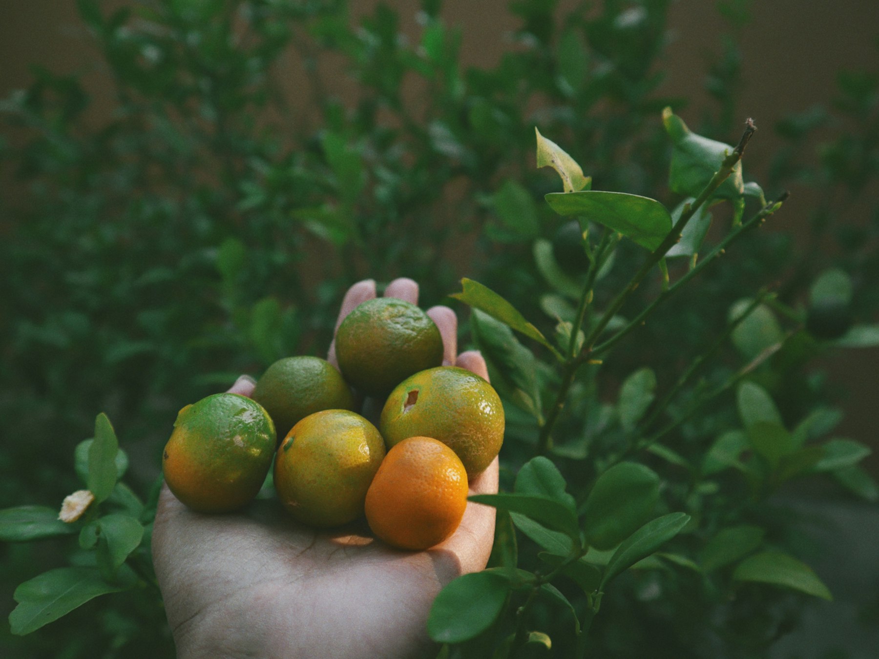 A hand cradles citrus fruit among deep green leaves